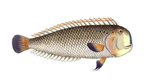 Fish, Fishes, Coryphaena pentadactyla, Manis pentadactyla, Six-eye, Pompano dolphinfish, Chinese pangolin, Historical, digitally restored reproduction from a 19th century original, Record date not stated