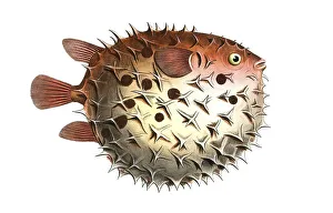 Fish, Fishes, Family of Hedgehogfish, Diodon orbicularis, Balloon fish, Prickly Bottlefish, Birdbeak Burrfish, Historic, digitally restored reproduction from a 19th century original, Record date not stated