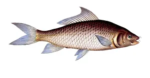 Fish, fishes, genus of carp fish, Cyprinus cirrhosus, carp, carp fish from Asia, mrigal carp, white carp, Historical, digitally restored reproduction from a 19th century original, Record date not stated