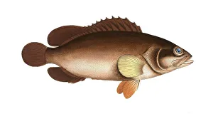 Fish, Fishes, Genus of groupers, Epinephelus Afer, Alphestes afer, african loggerhead, a genus of marine ray-finned fish, Historical, digitally restored reproduction from a 19th century original, Record date not stated