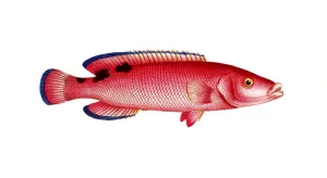 Fish, fishes, genus of wrasses, Labrus carneus, red wrasse, cuckoo wrasse, red wrassle, cuckoo wrasse, Historical, digitally restored reproduction from a 19th century original, Record date not stated