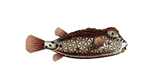 Fish, Fishes, Lactophrys, Genus marine ray-finned fish, Ostracion nasus, Nose-legged boxfish, Nose-trunk, Shortnose boxfish, Historical, digitally restored reproduction from a 19th century original, Record date not stated