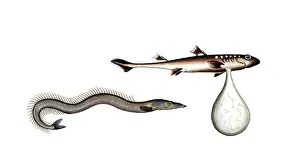 Fish, fishes, left: Ammodytes tobinus, the sand eel, the Launce. right: Embrio Squali, an unborn shark, an embryo of a shark, Historic, digitally restored reproduction from a 19th century original, Record date not stated