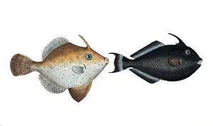 Fish, fishes, left: Balistes chinensis, the Chinese hornfish. right: Balistes ringens, the black hornfish, the black old Wife, Historic, digitally restored reproduction from a 19th century original, Record date not stated