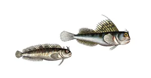 Fish, fishes, left: Blennius gattorugine, the sea deer. right: Blennius ocellaris, the Butterfly-Fish, Historic, digitally restored reproduction from a 19th century original, Record date not stated