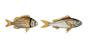 Fish, fishes, left: Family of sea bream, Sparus vittatus, striped bream, the striped Gilt-head. right: Sparzs cuning, der Cuning, the Cuning, Historic, digitally restored reproduction from a 19th century original, Record date not stated