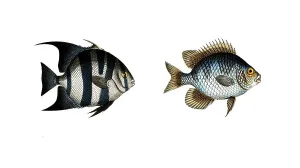 Fish, fishes, left: genus butterfly-fish, Chaetodon faber, the Smith, the Smith