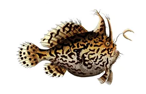 Fish, Fishes, Lophius histrio, Sargassum anglerfish, Sea toad, The sargassum fish, anglerfish, or frog fish, Historic, digitally restored reproduction from a 19th century original, Record date not stated