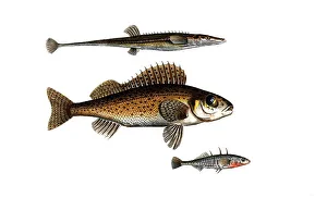 Fish, fishes, top: Gasterosteus spinachia, the fifteen spined Stideback. centre: Genus of the perch family, Perca cernua, the ruffe
