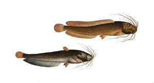 Fish, fishes, top: Genus of fish from the catfish family within the catfish order, Silurus batrachus, the Frog Catfish, the Toeli