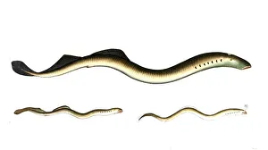 Fish, fishes, top: Petromyzon fluviatilis, lamprey, The lesser Lamprey. bottom left: Petromyzon planerie, small lamprey, Plamer's Lamprey