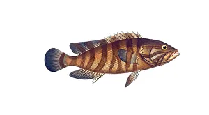 Fish, Fishes, Wrasse family, Bodianus boenack, der Boenack, the Boenack, Historical, digitally restored reproduction from a 19th century original, Record date not stated