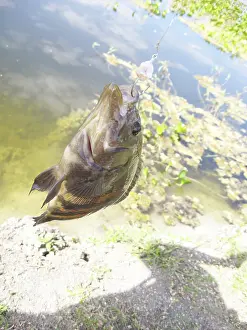 Fish, Fishhook, Pantanal, Mato Grosso do Sul