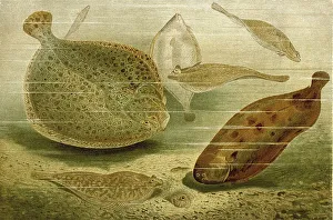 Fish, Flatfish (Solea solea), Turbot (Scophthalmus maximus)