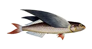 Fish, Flying fish, genus flying fish, Exocoetus evolans, the high-flyer, the Flying-Fish, Historical, digitally restored reproduction from a 19th century original, Record date not stated