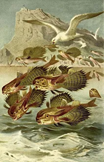 Fish, flying fowl (Dactylopterus volitans)