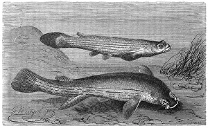 Fish, four-eye, Anaplebs tetrophthalmus