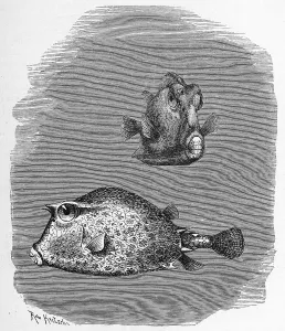 Fish, four-horned, horned boxfish