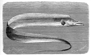 Fish, garter fish (Lepidopus caudatus) or scabbardfish
