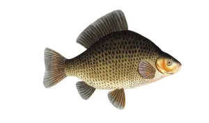 Fish, genus of carp fish, Cyprinus carassius, the crucian carp, Historical, digitally restored reproduction from a 19th century original, Record date not stated