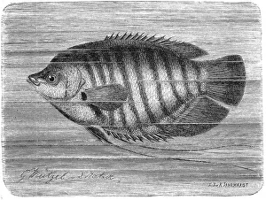 Fish, gourami, osphronemus (Osphromenus) olfax
