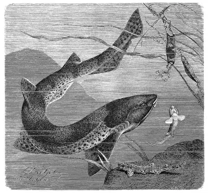 Fish, Great Spotted Catshark (Scyliorhinus stellaris) or Great Catshark