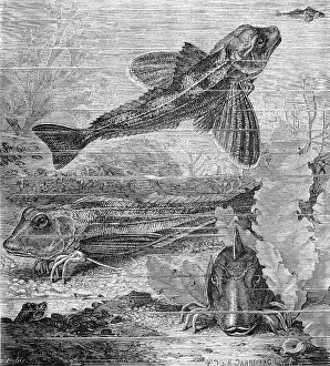 Fish, gurnard, tern, Trigla hirundo