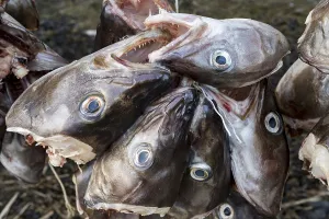 Fish heads, Stock fish, Lofoten, Norway, Europe