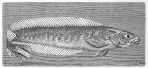 Fish, Hoedts soft ray, Malacanthus hoedtii