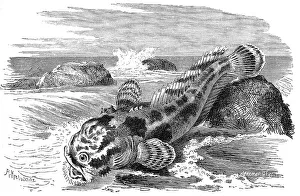 Fish, Hummer, Batrachus grunniens, Syn