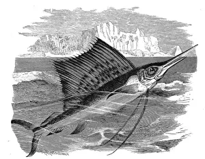 Fish, indo-pacific sailfish (Istiophorus platypterus)