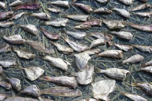 Fish laid out to dry, beach of the fishing village of Ngapali