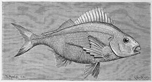 Fish, Large fingerfin, Chilodactylus macropterus