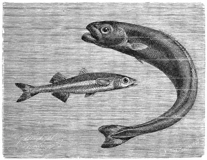 Fish, Large spadefish, Atherina hepsetus