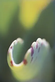 Fish-like succulent