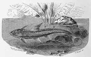 Fish, Loricaria cataphracta, Historic