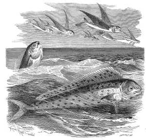 Fish, mahi-mahi (Coryphaena hippurus)