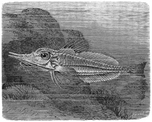 Fish, Malarmat (Peristedion cataphractum)