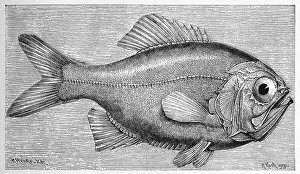 Fish, Maorirauchling, Trachichthys traillii