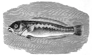 Fish, mediterranean rainbow wrasse (Coris julis)