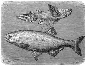 Fish, Moon Eye, Hyodon tergisus and Chisel Jaw