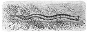 Fish, Myxine glutinosa, North Atlantic hagfish