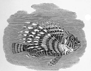 Fish, pacific red lionfish (Pterois volitans)