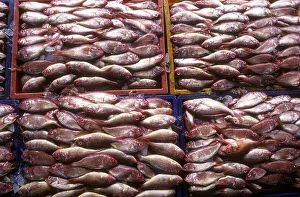 Fish being Packed for delivery to different places