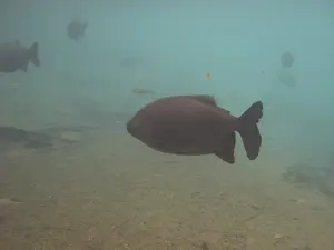 Fish, Pacu, Piaractus mesopotamicus