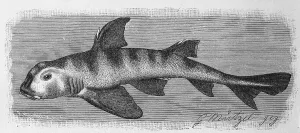 Fish, Philipps mastiff shark (Cestracion) philippi
