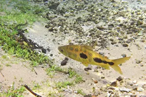 Fish, Piau, Leporinus friderichi