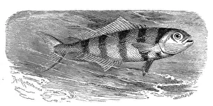 Fish, pilot fish (Naucrates ductor)