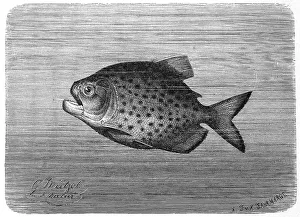 Fish, Piraya piraya, is the largest piranha (Pygocentrus) Historic