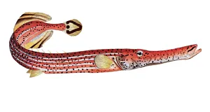 Fish, Pisces, Fistularia chinensis, Trumpetfish, the Trumpet, Historical, digitally restored reproduction from a 19th century original, Record date not stated